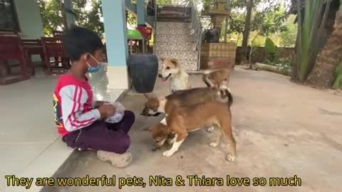 Cute Puppies Eat Toast Feed by Nita - Thiara - Friendly Dogs In Village