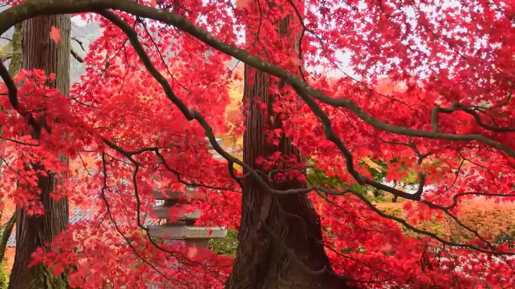 Relaxing music with birds and nice view