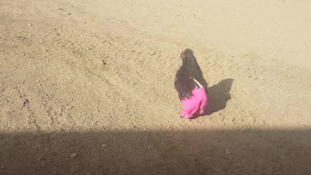 Chicken runs around wearing pink pants. Adorable!