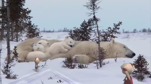 What Kids Should Know About Polar Bear