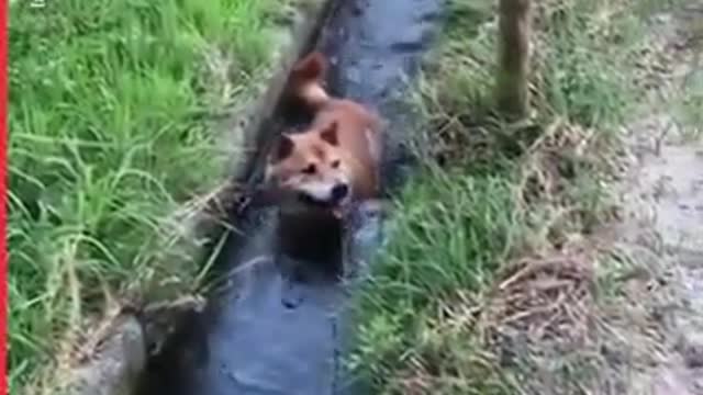 Dog funniest video even | Funny dog video| Funny meme | Whatsapp status | Viral file 2021