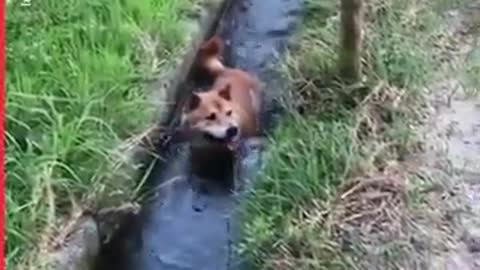Dog funniest video even | Funny dog video| Funny meme | Whatsapp status | Viral file 2021
