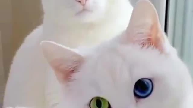 Cute cats || beautiful pets || cats #cats #cat #babycat #babycatvideo #babycatvideos #funycat #funycats #funyvideo #funyvideos #viral #viralvideos #trainding #traindingvideos #viralcats #viralbabycats #foryou