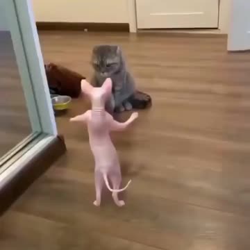 JJSJSKSKS 😂 #catlife #catlovers #catlove #catgram #gatos #gatoschile