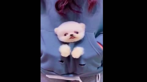 OMG cute puppy