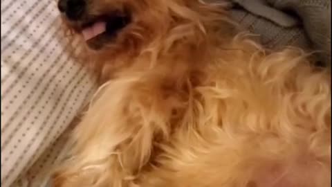 Funny Dog Videos Part 43