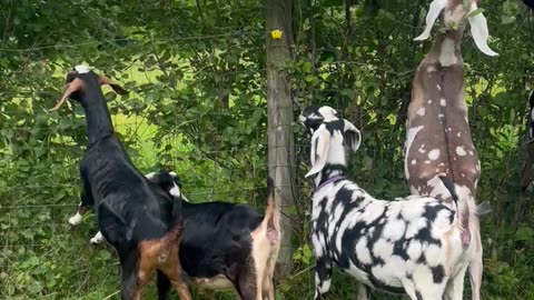 Happy Goats Munch on Overgrowth