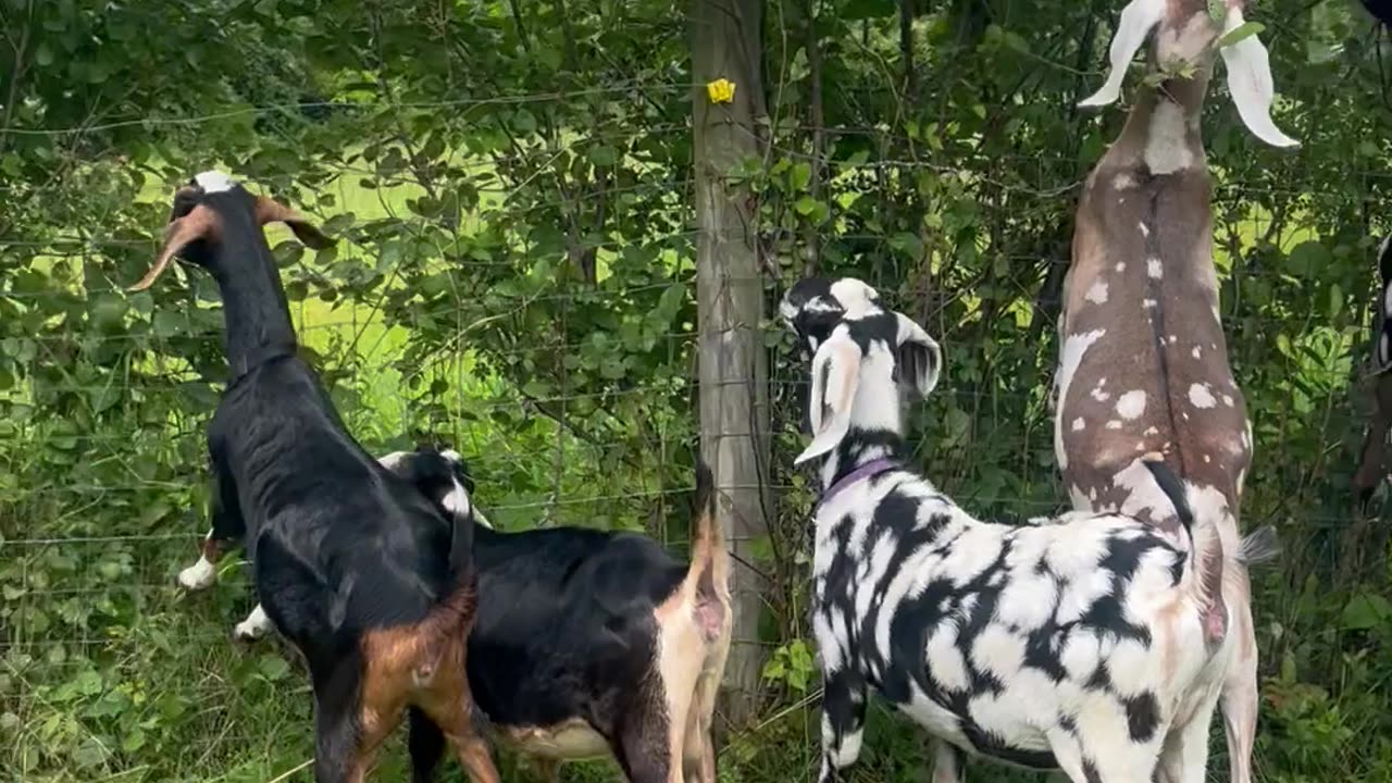 Happy Goats Munch on Overgrowth