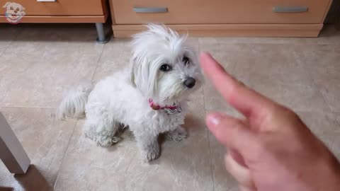 My Dog Eats what I'm Drawing!