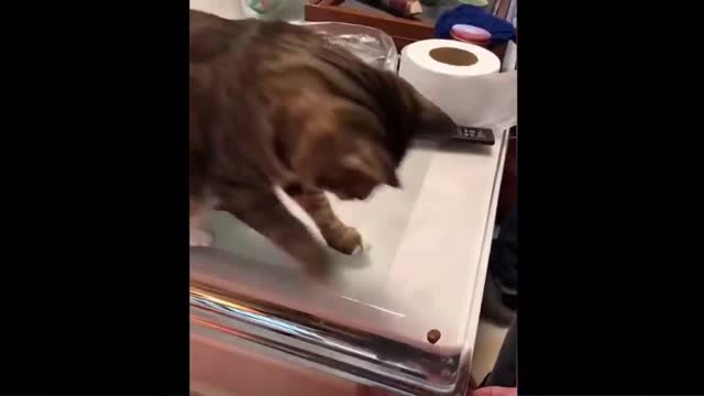 cat best funny video part-7