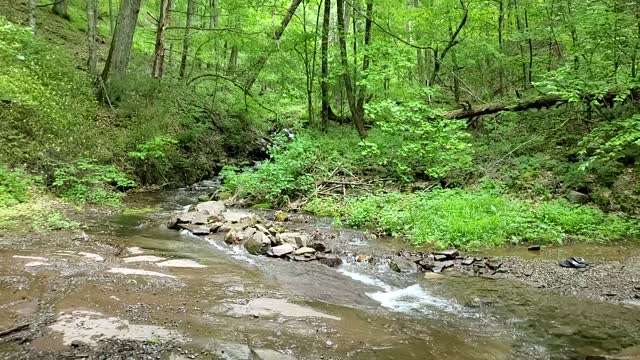 Ice Cold Mountain Streams Meet in the Heart if the Forest