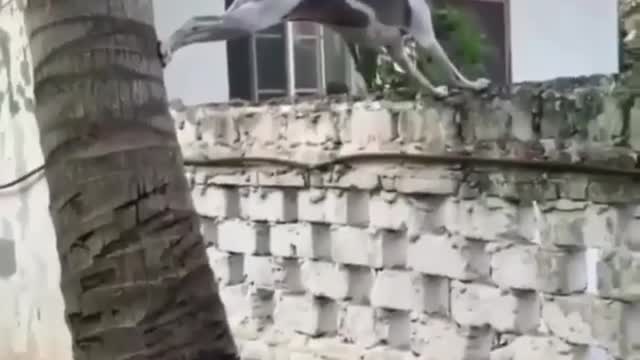 Wow Good dog