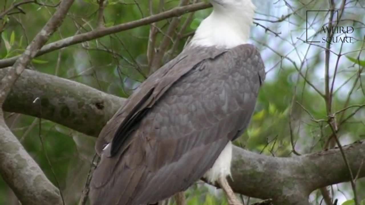 Interesting facts about white bellied sea Eagle by weird square