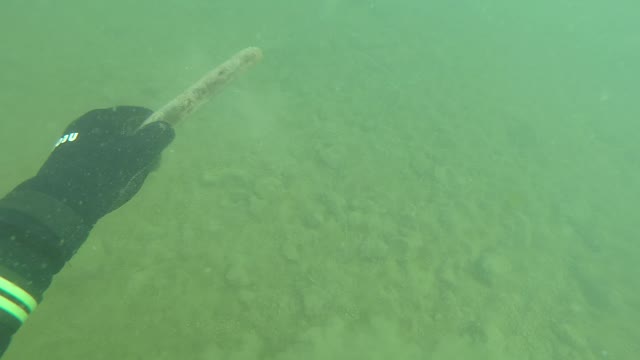 C'mon boy get the stick!