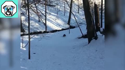 Animal For Kids, Funny Animal Video, fail compilation, Try not to laugh