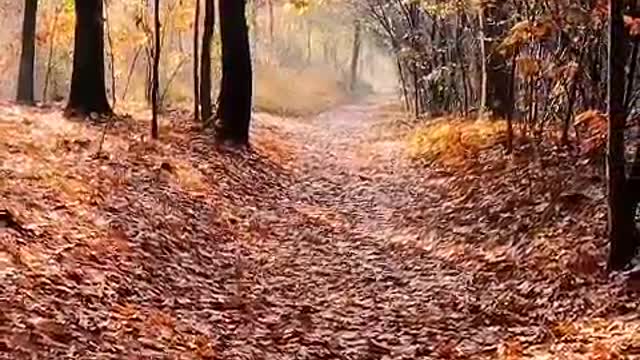A breeze blowing, maple leaves like a small bell issued a crisp ring