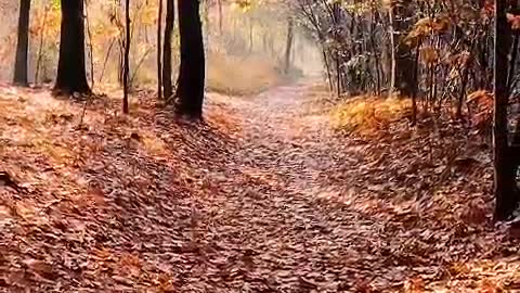 A breeze blowing, maple leaves like a small bell issued a crisp ring