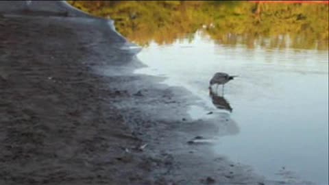 Little bird fly away