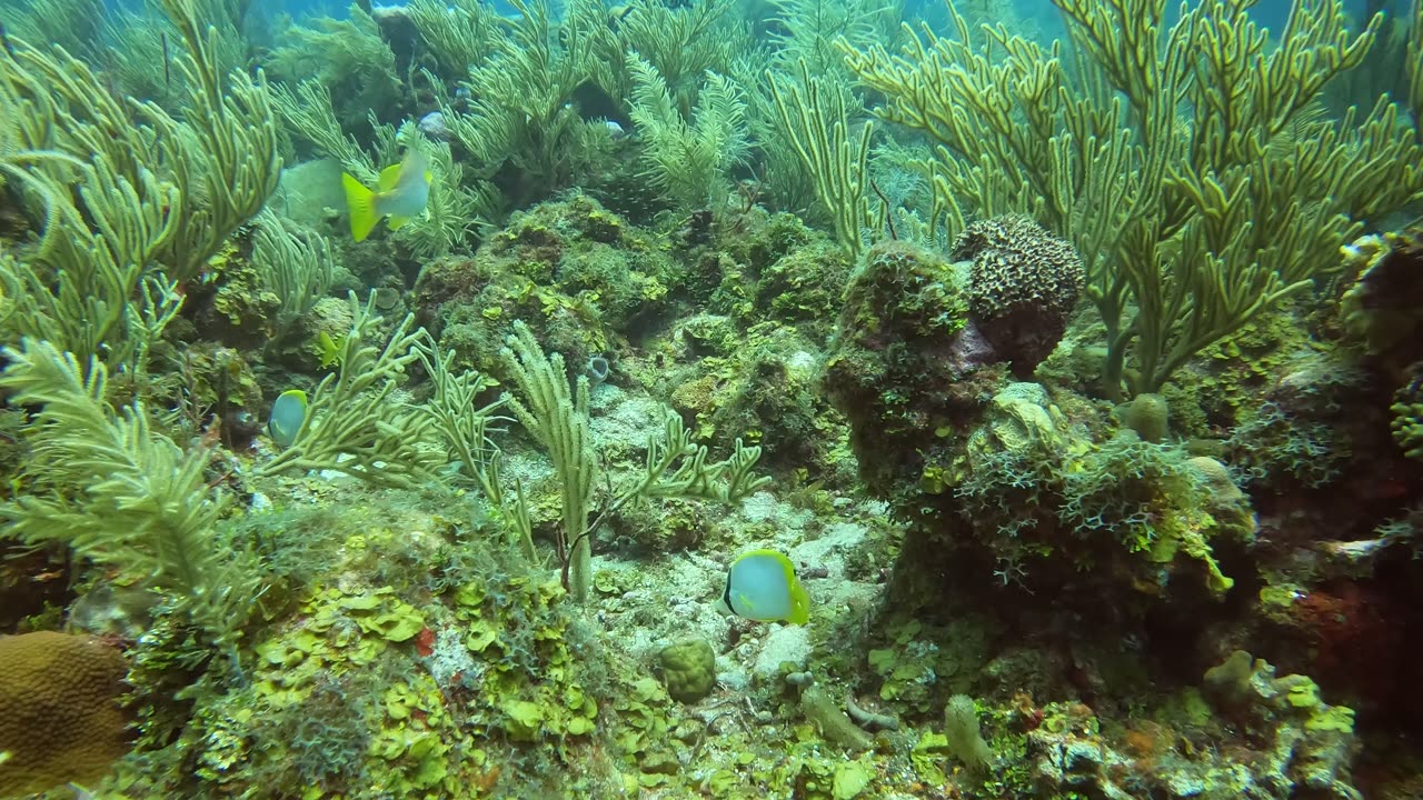 Butterfly Fish and a Needy Nurse Shark