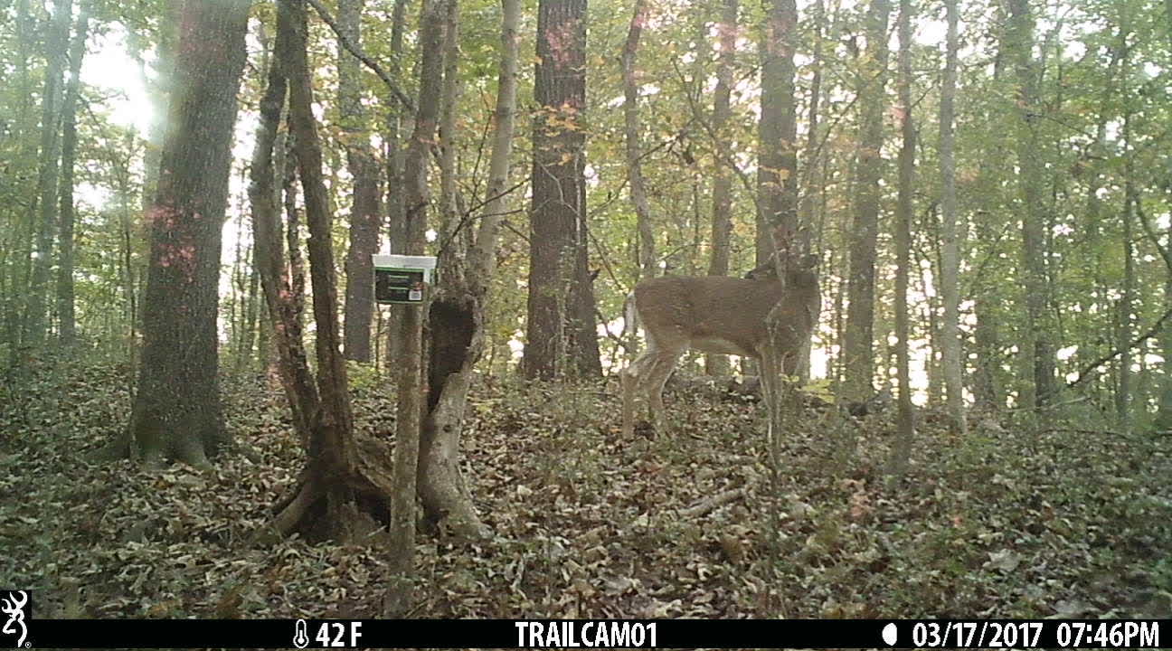 Piebald deer?