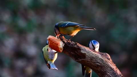 very cute birds