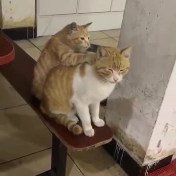 Pâte # photos # animal # gato # chat # 3 # chat # touche # émotion # vidéo