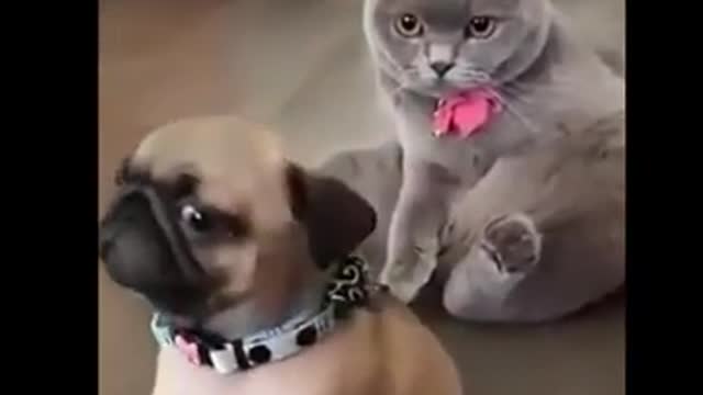 VIDEOS de RISA de GATITOS 😹😹 | VIDEOS de GATOS CHISTOSOS 😹😹