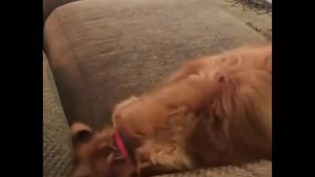 Hilarious Animals-Best of Week