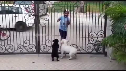 Kid dance with dog