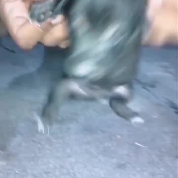 The strange black dog dance