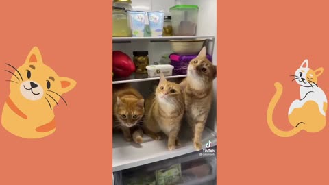 funny cat video