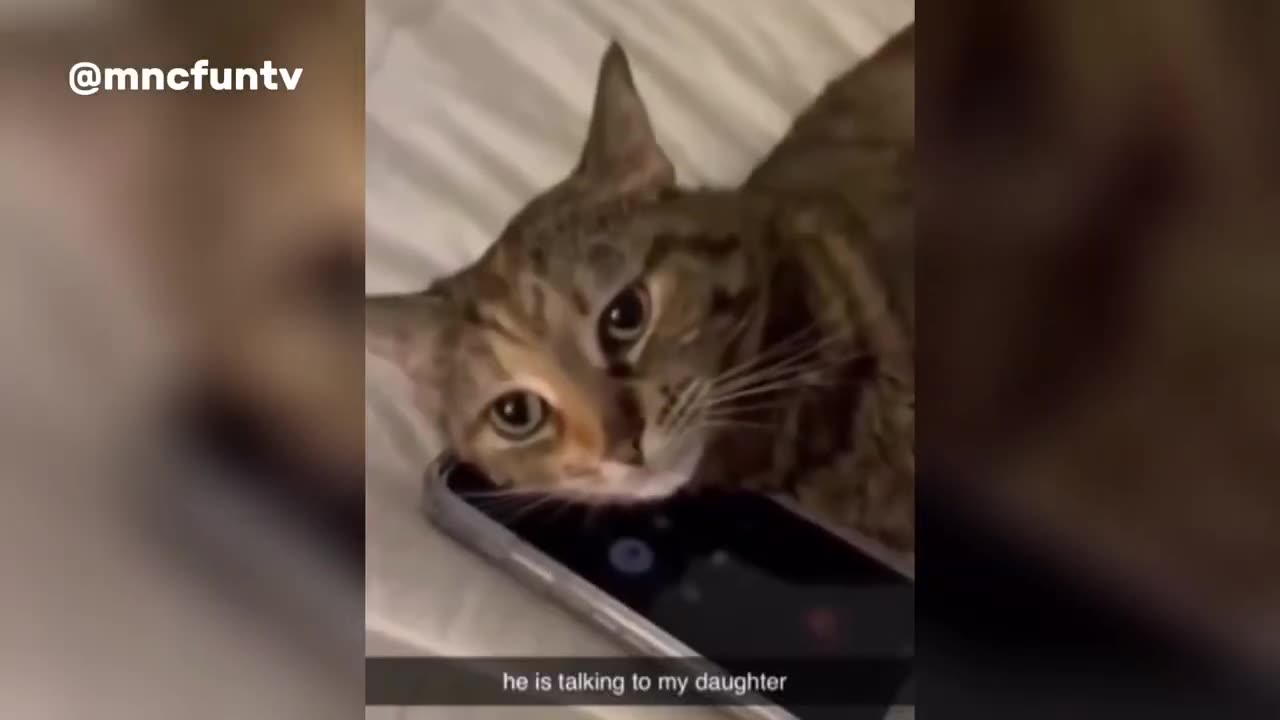 2-Hours Funniest Cat Videos- Try Not to Laugh