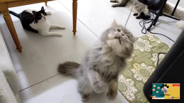 FUNNY CATS' PLAYTIME - CABLE & BALL CHASE l PUSAKAL MAN