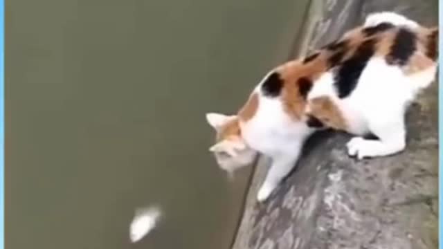 cute little cat caught a fish makes you laugh!