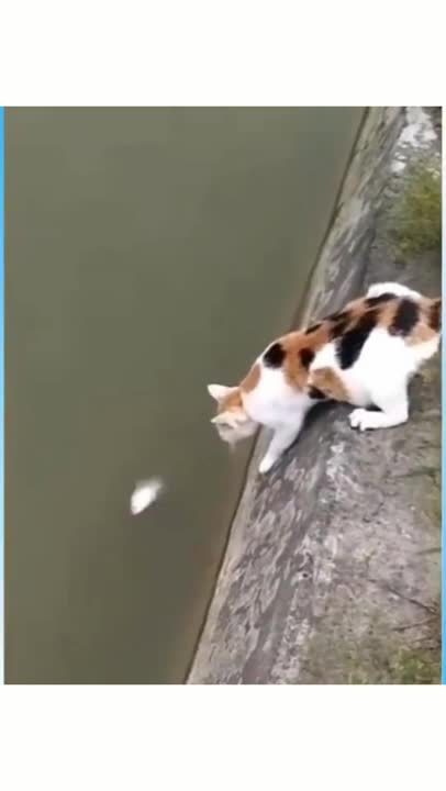 cute little cat caught a fish makes you laugh!