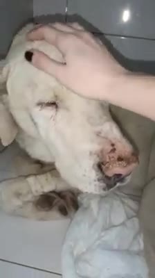 La lucha por sobrevivir de un perrito tras ser enterrado vivo en un barranco