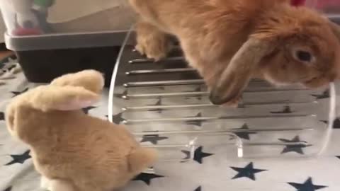 Funny and Cute Baby Bunny Rabbit Videos - Baby Animal Video Compilation