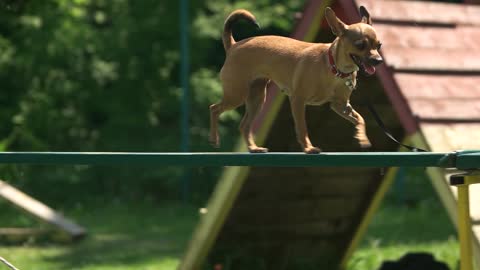 Dog Is Timidly Walking on a Dog Walk Plank.