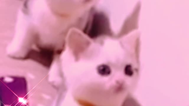 Baby Cats_Cute And Funny Cat Video Compilation