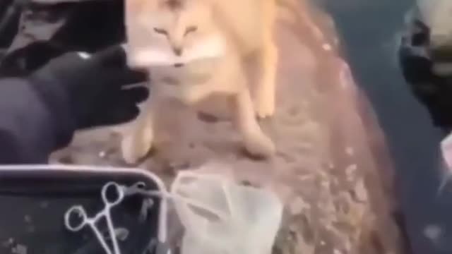 tiktok animals funny video