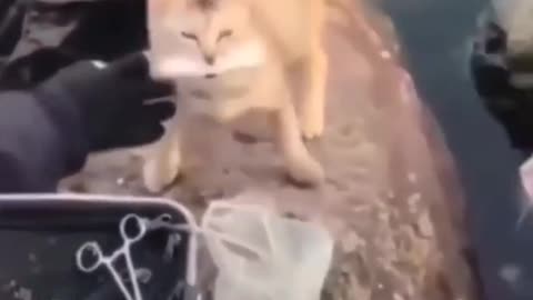 tiktok animals funny video