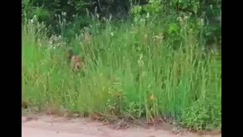 Lion Cub Helps ,#Mom Call Siblings.