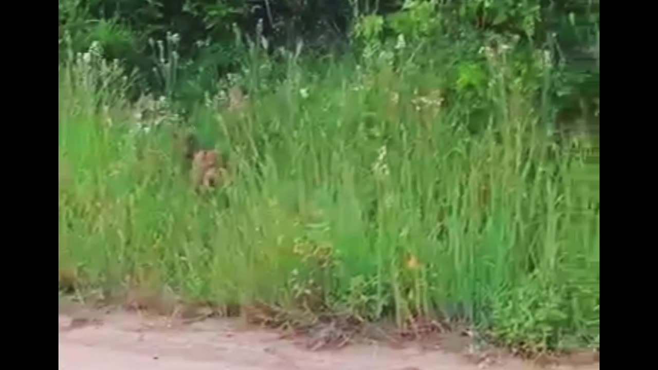 Lion Cub Helps ,#Mom Call Siblings.