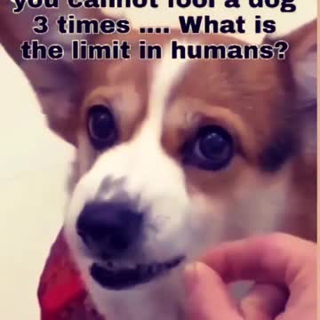 Smart Dog! "Stupid over-vaxxed people!" Marc Van Ranst