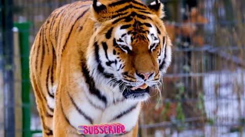 Beautiful animal