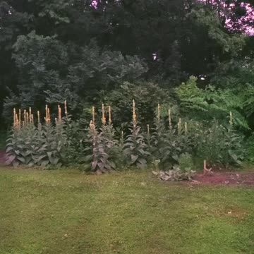 Sunrise Sounds Of Nature