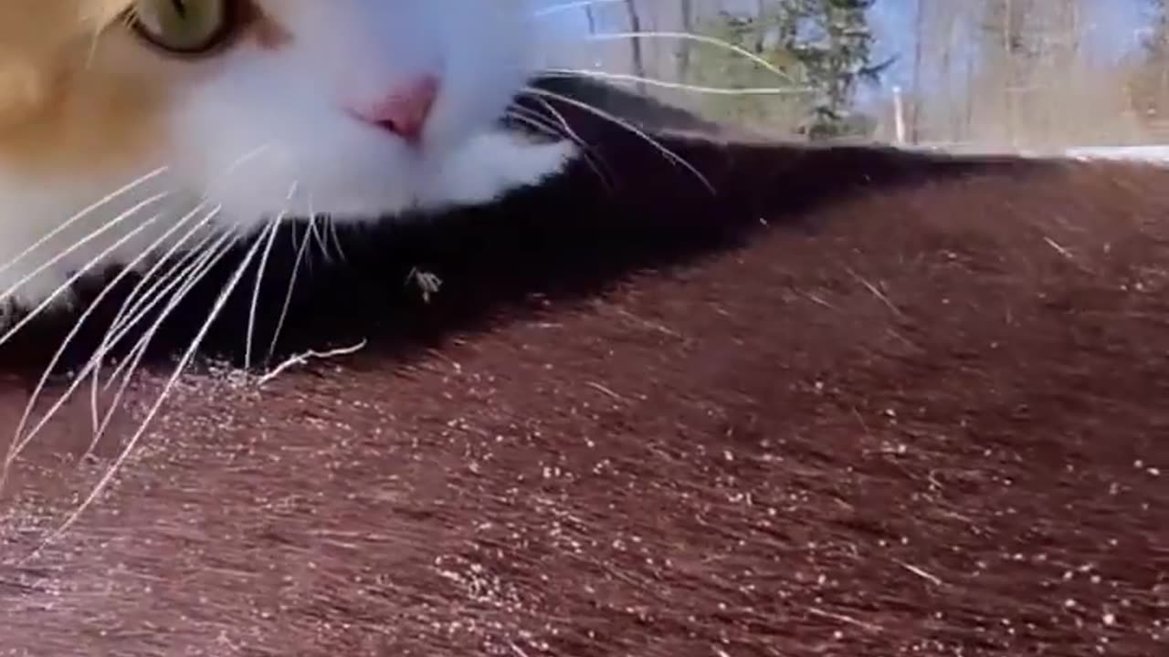 Try not to laugh.. can't top laughing