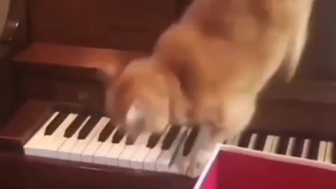 Beethoven Reborn as a Cat