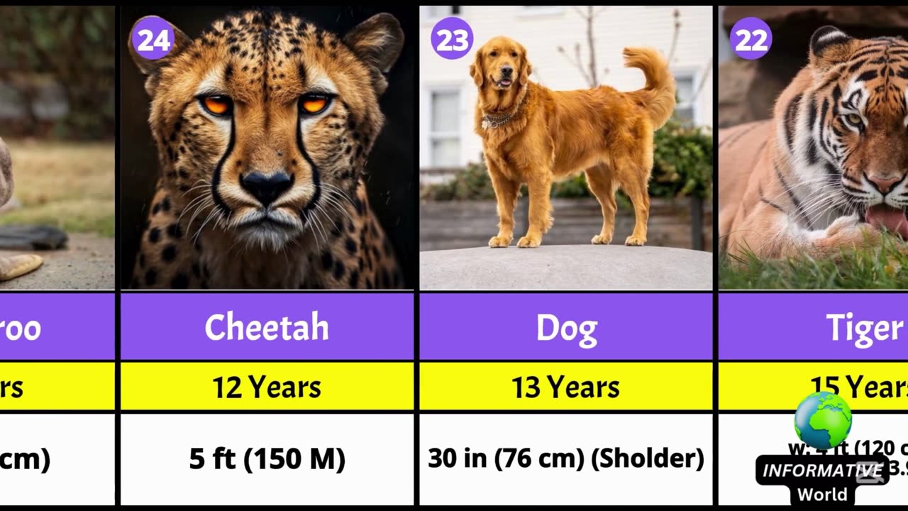 Shortest and Longest Lifespan of Animal