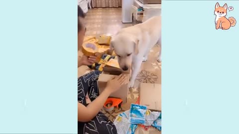 Funny dogs video 😁😭🙏